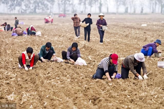 土地确权后，农村没分到地的农民怎么办？有回应了！