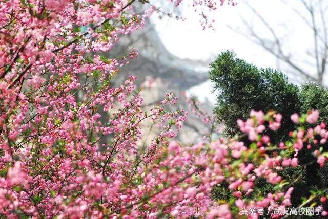 武汉30个春游免费景点大集合!踏青、骑行、拍照来这里就对了!