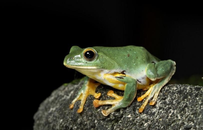 中国5种近期发现的新物种,第3种为世界新纪录