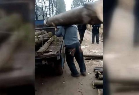 一天工作14个小时,扛300斤一根的木头,比工地