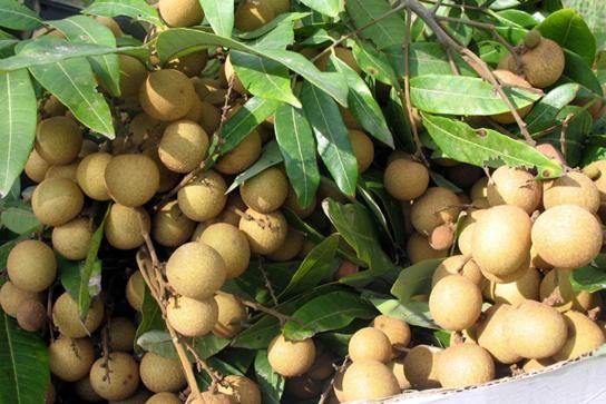 中国游客去泰国旅游,点了20几只榴莲30斤龙眼