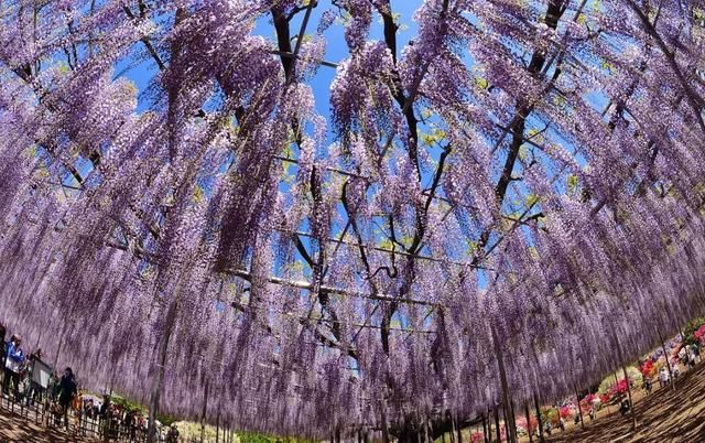 乐活旅行:错过了樱花，日本还有五处最美的紫藤花等着你!