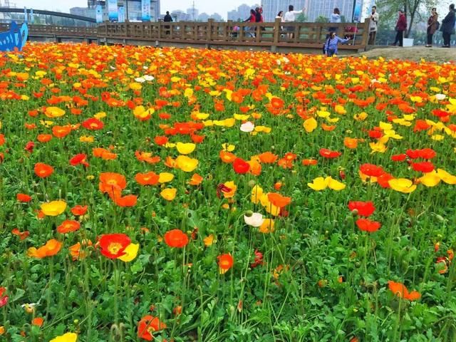 青白江凤凰湖的樱花终于开了，门票免费，再也不用去日本看樱花啦