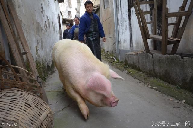 农村杀年猪的“禁忌”，大家觉得有依据吗？