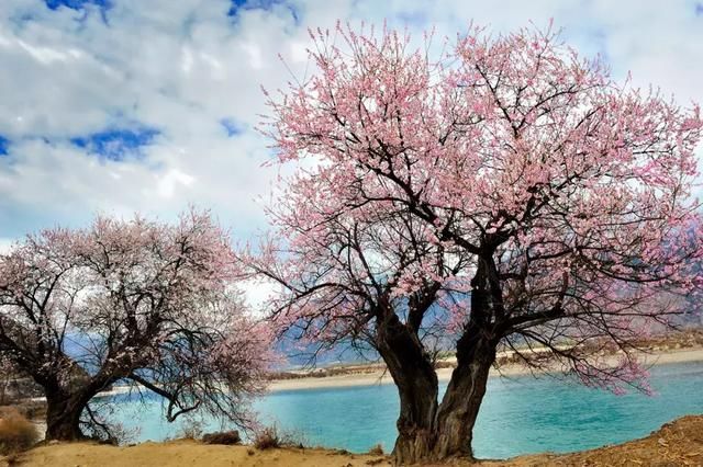 大好春光，3月花开成海！中国最美的10个赏花地，惊艳整个朋友圈