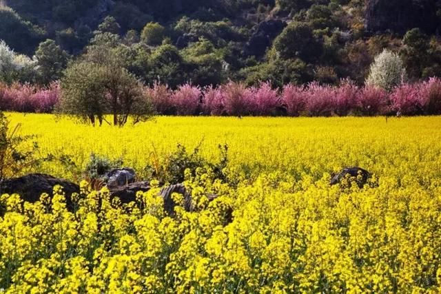 这才是3月最值得去的地方！最近的就在市内，周末就出发！