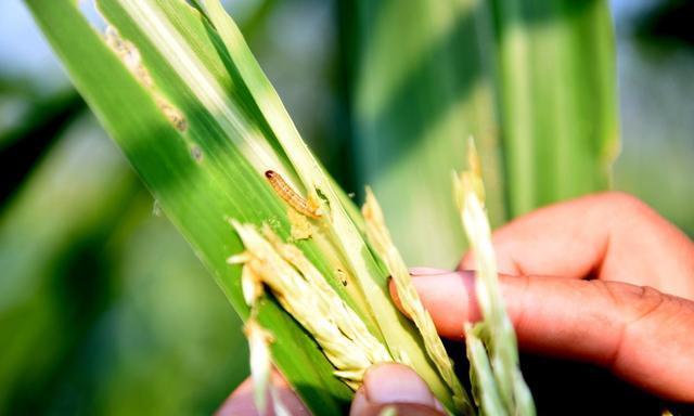 膝关节置换术费用