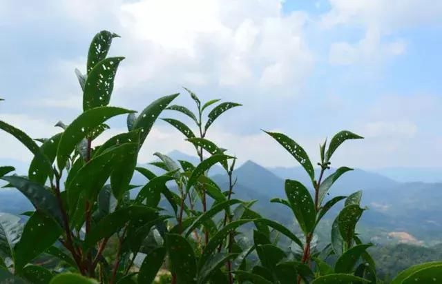 品茗凤凰单丛高山茶香，人间美事！