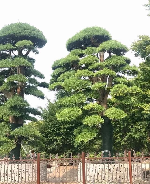 有钱任性！土豪们最爱选的庭院树，你选对了吗？