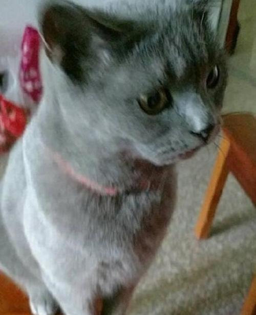 小伙在宠物店挑了一只特殊的蓝猫,没想到它长