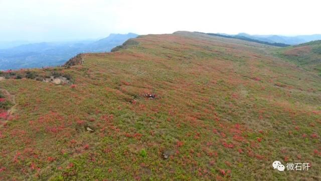 石阡仙人街万亩杜鹃花开了，你去看来没?