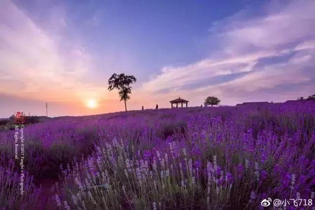 南京这些超适合一日游的地方,每一个都美如画!不看要后悔!