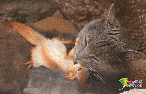 母猫收养四只孤儿松鼠 抱在怀里不离不弃