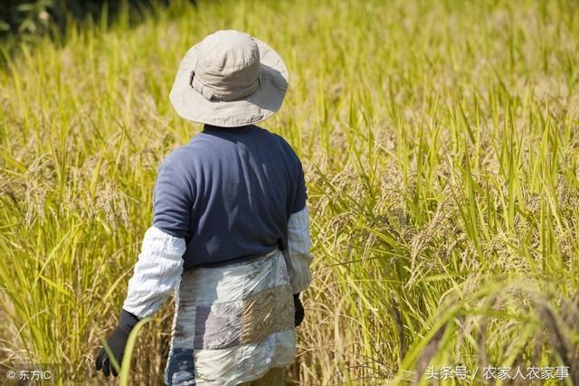农民没地怎么办？这3种方案，你可以试试