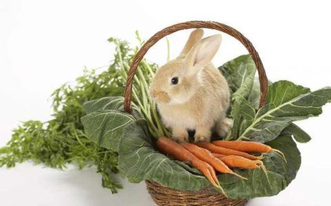 惊呆了,原来兔子最喜欢的食物并不是胡萝卜!