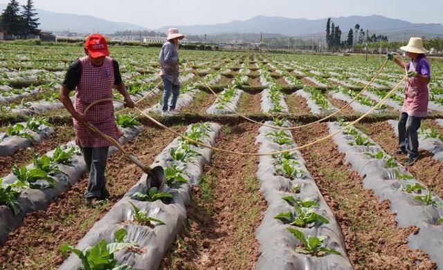 致富项目有骗局,农村朋友需谨慎投资