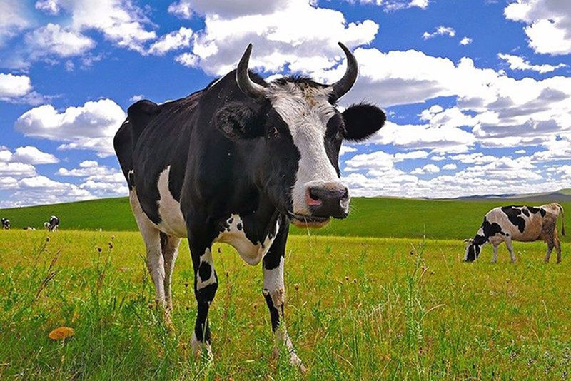 2019呼伦贝尔大草原旅游几月去最合适及游玩