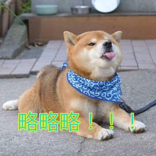 超萌大人表情:本就是词语傲娇,皮到你怀疑人宠物包学生的表情图片