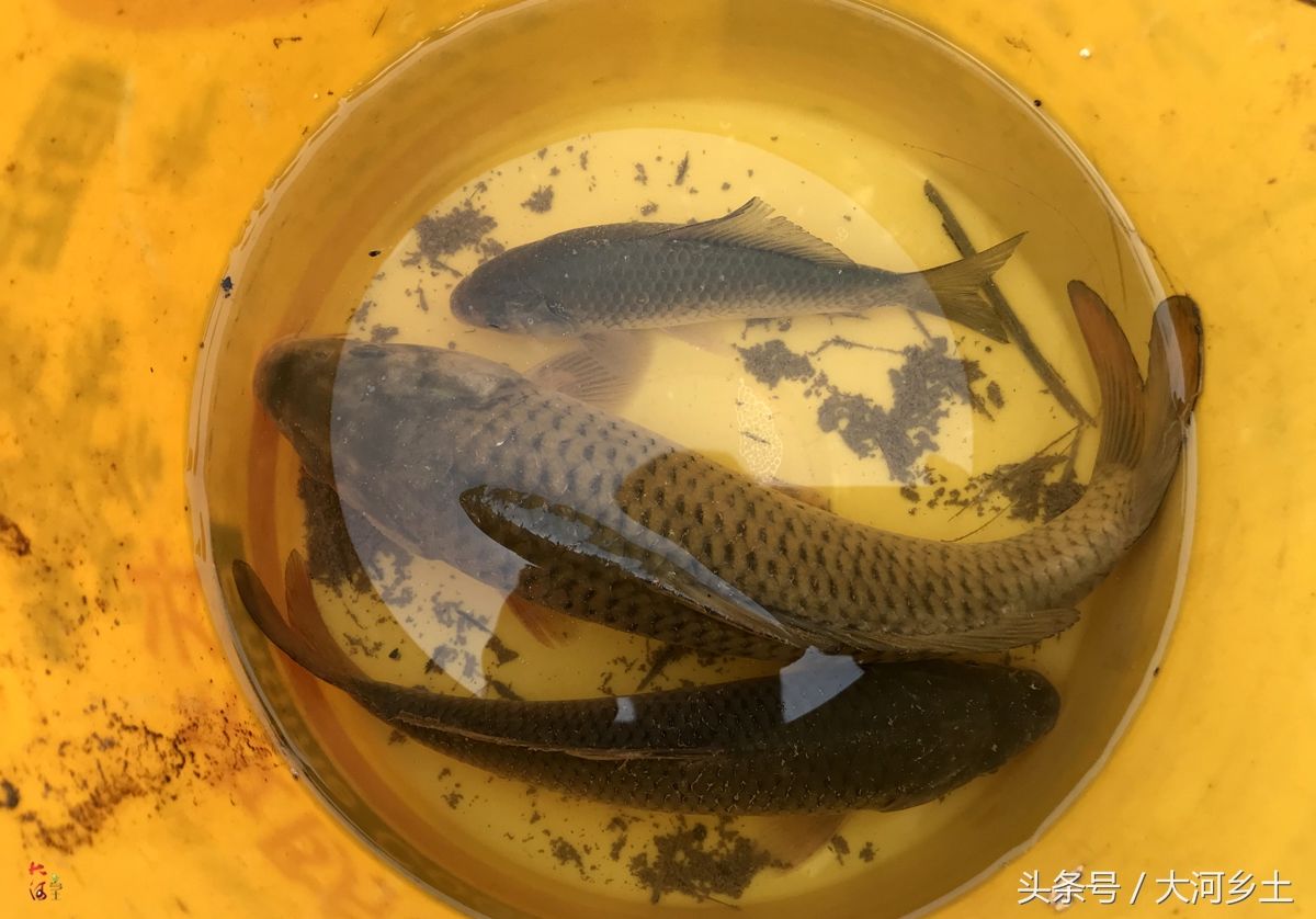 黄河流鱼奇观不再，大叔河边等一天捞了三条鱼，有人却摸起了螃蟹