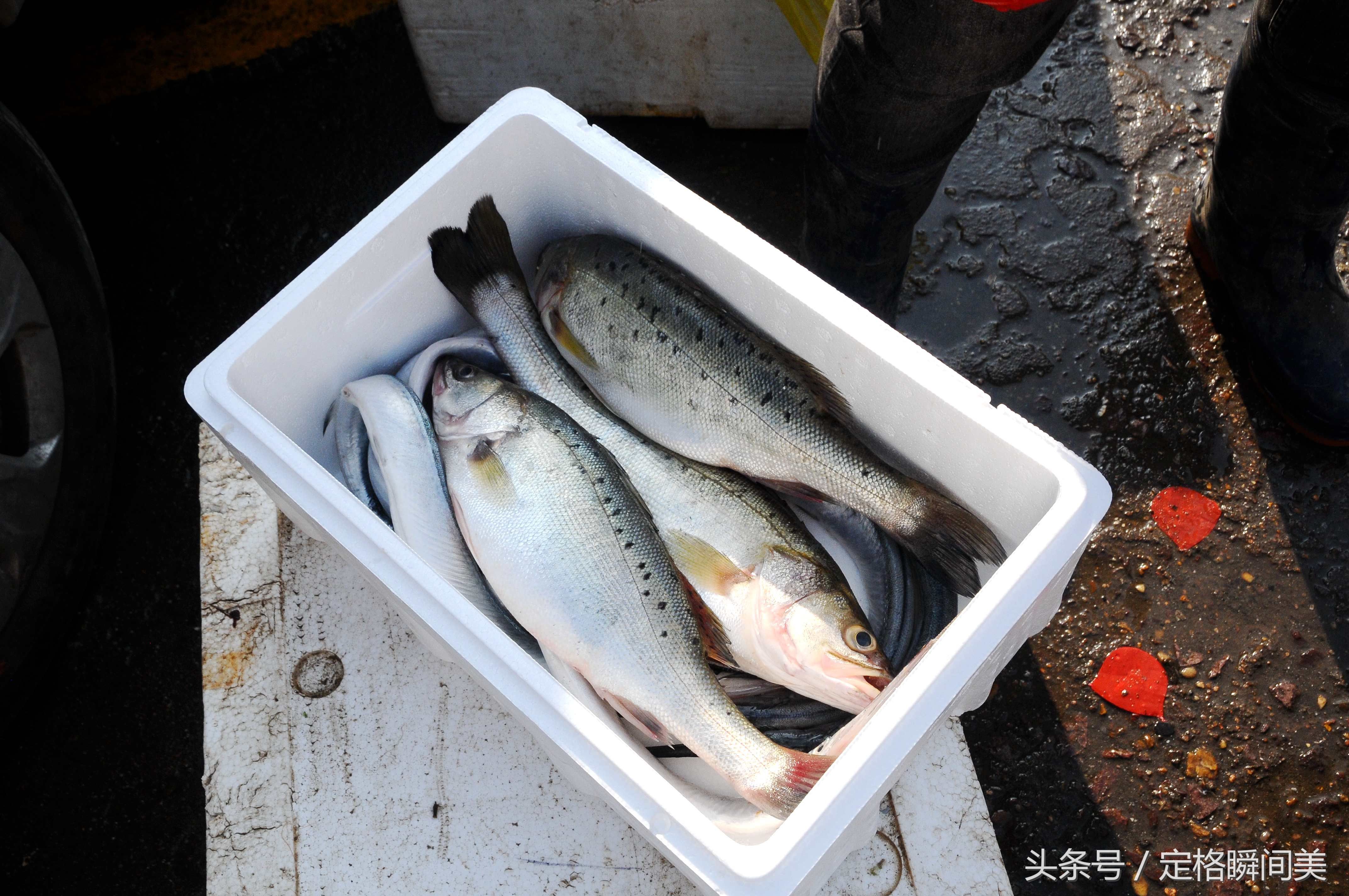 青岛 海鲜生意红火 鲈鱼16元一斤 青岛小哥一句