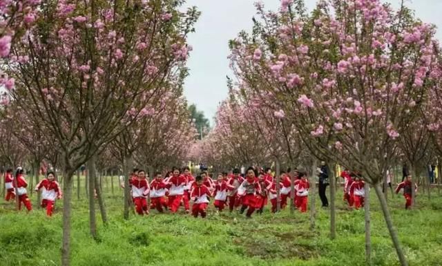 大四川七彩花海要美炸了？最新赏花地图在此，请收好！