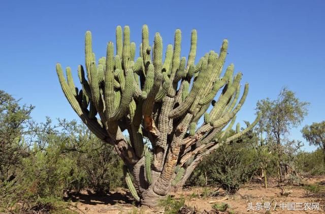 为什么沙漠里不大范围种植仙人掌？