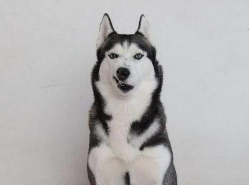 主人把脚放到二哈脸前,二哈心态崩了:你是踩了