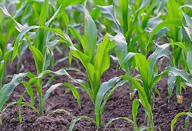 玉米除草剂和杀虫剂混用后,会不会产生药害?能