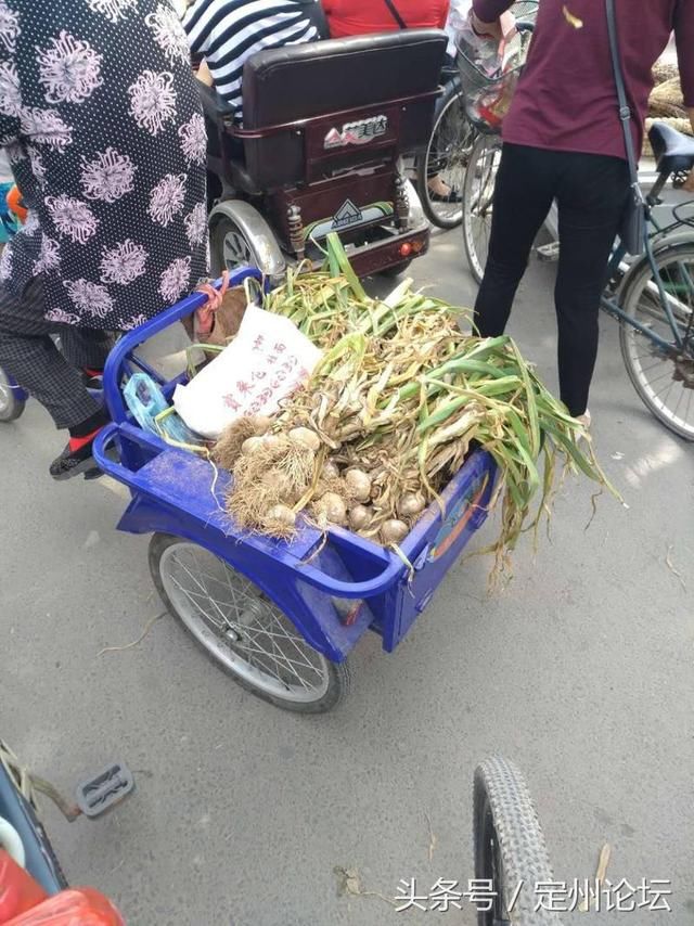 河北定州：从“蒜你狠”到“蒜你贱”，今天的你买蒜了吗？