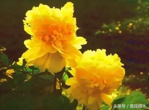 盆栽牡丹的鉴赏和养护管理
