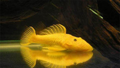 生命力顽强的清道夫,为什么家庭饲养后会死亡