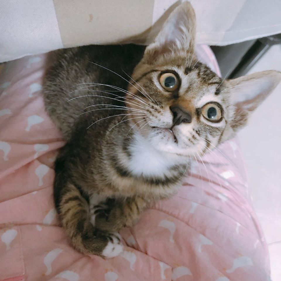 揭秘越来越多司机不接顺风车单子的原因