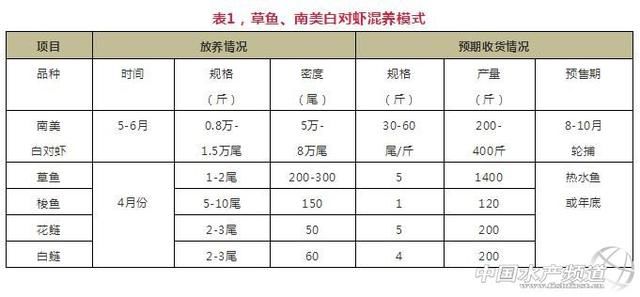 养最便宜的鲤鱼，一个塘还能赚几十上百万的秘诀