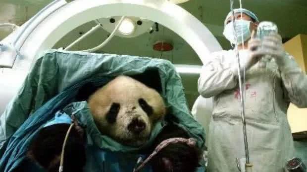 中国租给外国的大熊猫,意外死亡了怎么办?今天