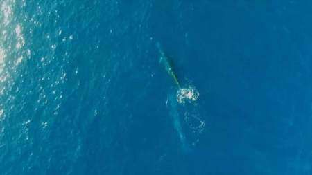 国内首次拍摄到布氏鲸水下影像