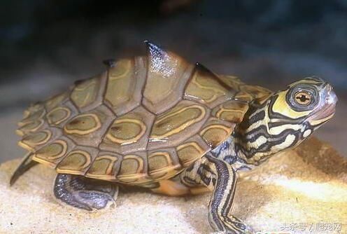 地图龟寿命一般有多少年