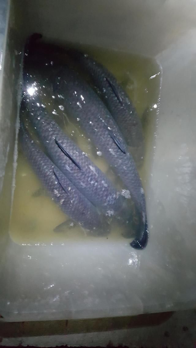 1招流氓钓法钓青鱼,我用了3年,每次鱼获杠杠的