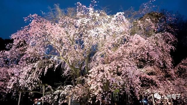 还在烦恼去哪看樱花?你绝对不可错过的9大赏樱圣地!