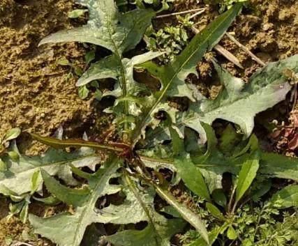 农村人嫌弃它“苦”,拿到城里,城里人按克称着买