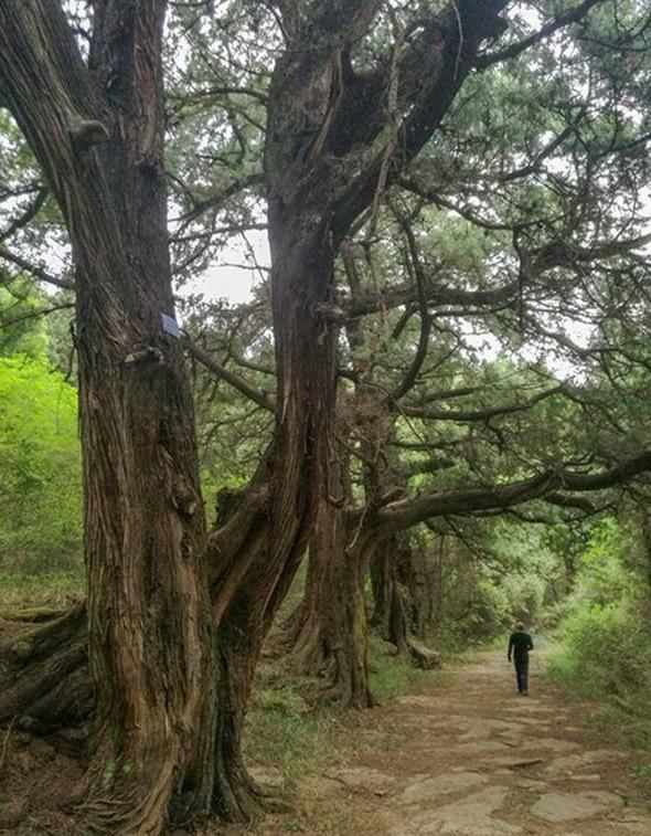 广元旅行，穿越古今历史，行走剑门蜀道，从汉阳铺到抄手铺！