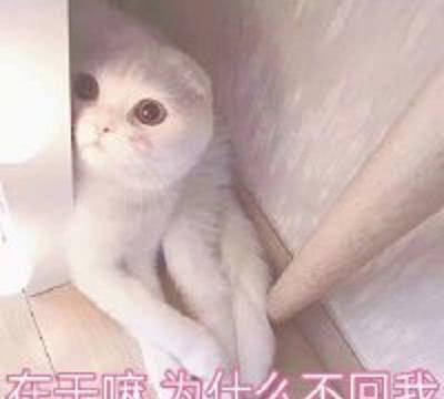 分享一组超可爱的猫咪表情,老夫的玻璃心都让看得表情你眼睛包的清图片