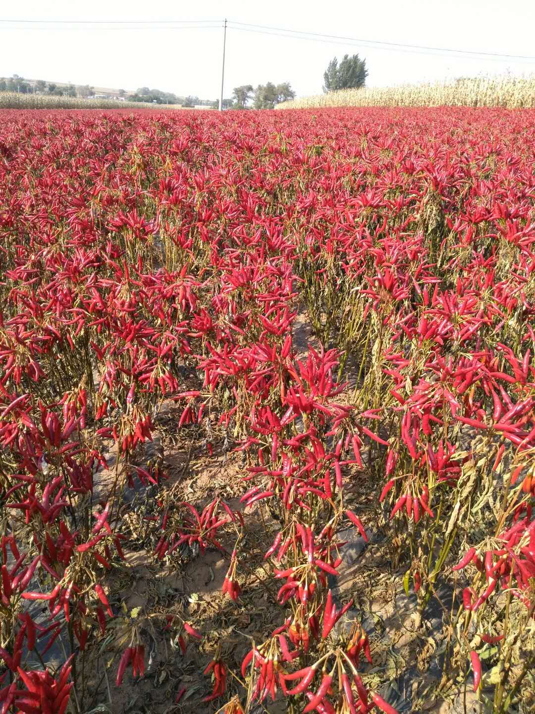 退伍军人回家创业种植红辣椒,远远望去火红的