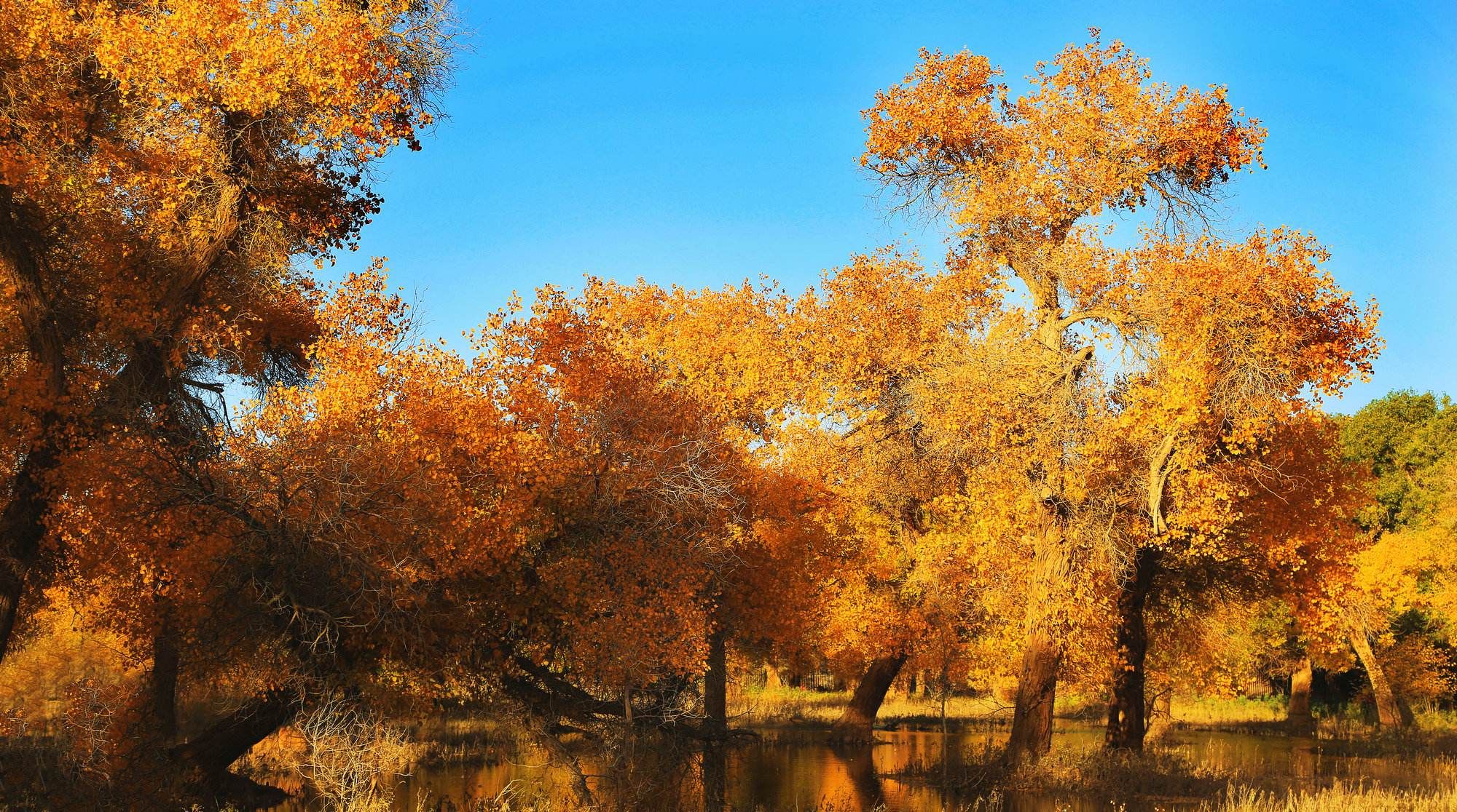 格尔木世界海拔最高的胡杨林迎来最佳观赏期
