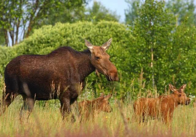 切尔诺贝利核事故后的32年:动物成群,形成另类风景线