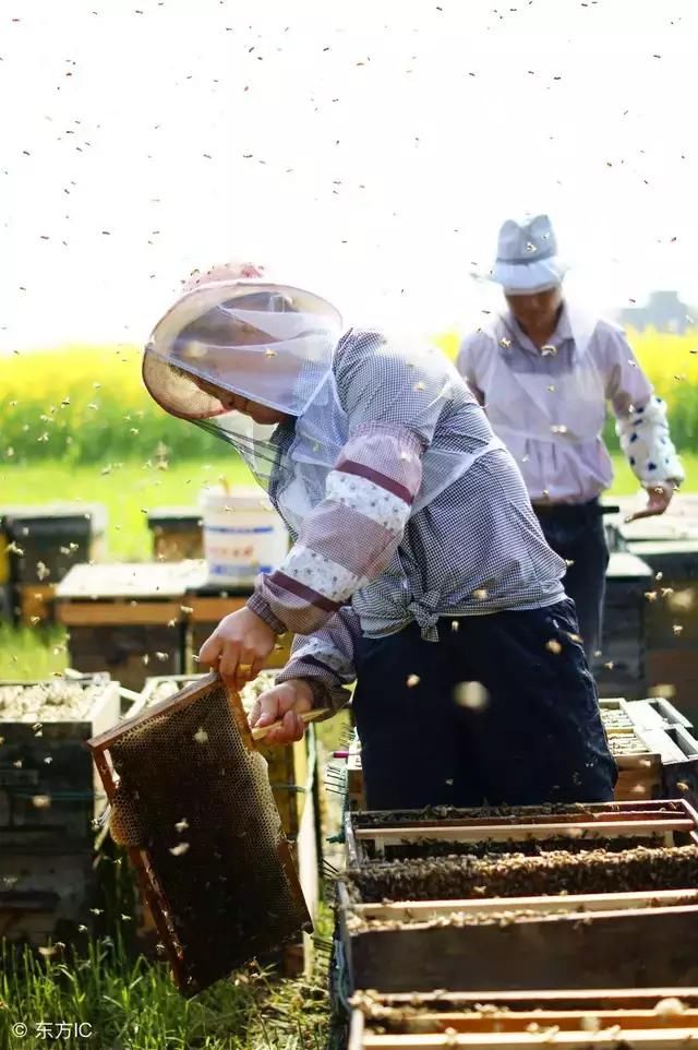 蜜蜂不懂你的爱，可你得懂蜜蜂啊！