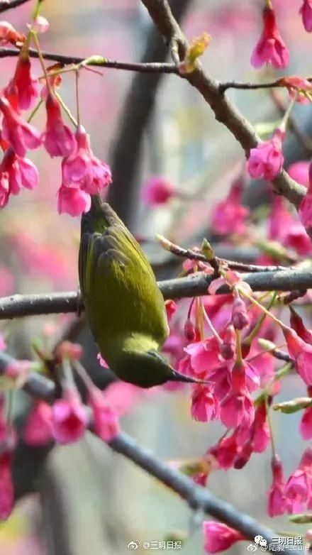 永安天斗红梅开！三明赏花处还有哪里？