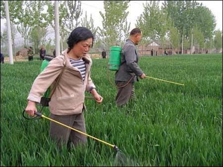 恰逢小麦丰收季节，农民将迎来这2个坏消息，知道就早做准备