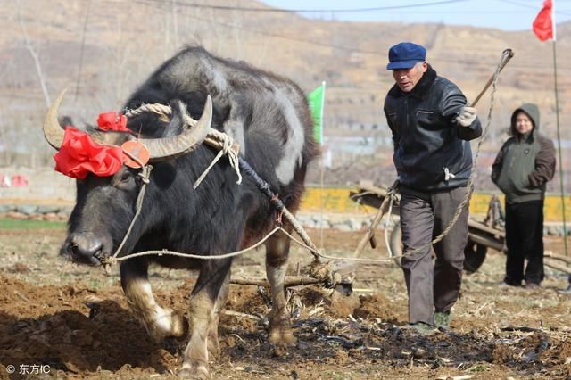 农村老话“二月没九 饿死鸡狗”，今年的庄稼收成难道不好？