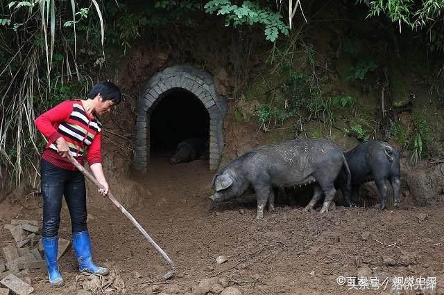 2018.5.16猪价 五湖四海都是情，猪价“上涨”不要停!