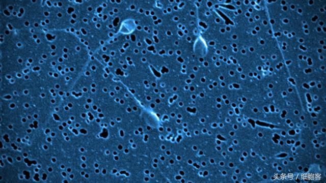 12个干细胞临床研究项目备案,细胞政策落地加